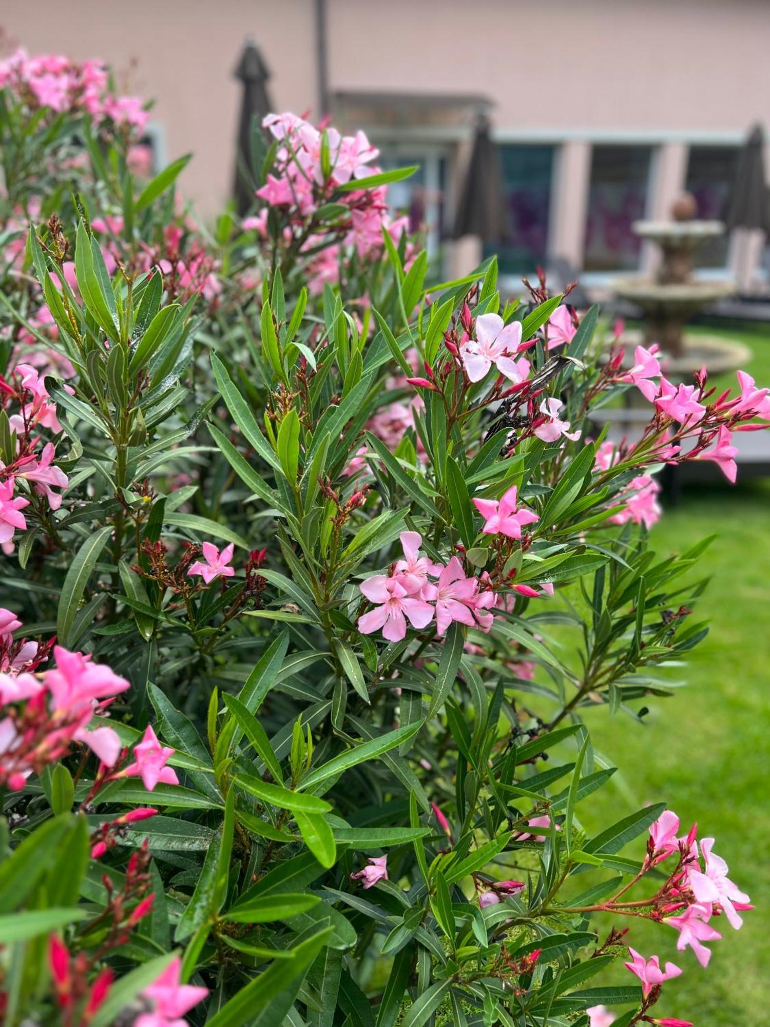 Spa & Wellness Hotel Orchidea Veľký Meder Eksteriør billede